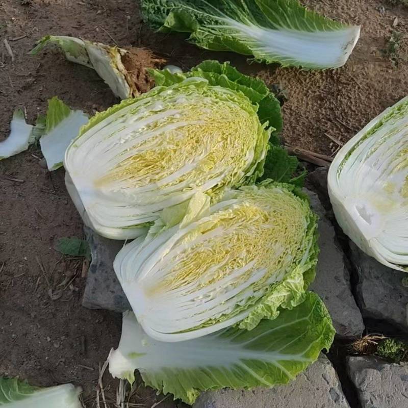 白菜
