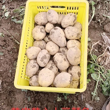 精品水洗土豆