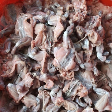 蟾蜍肉个头匀称，清洗干净，量大，需要的老板速度……