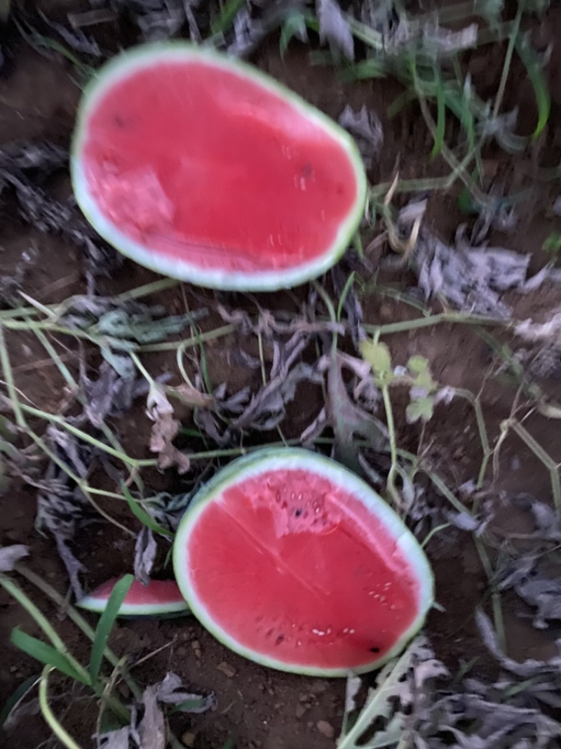 甜王