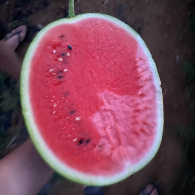 甜王