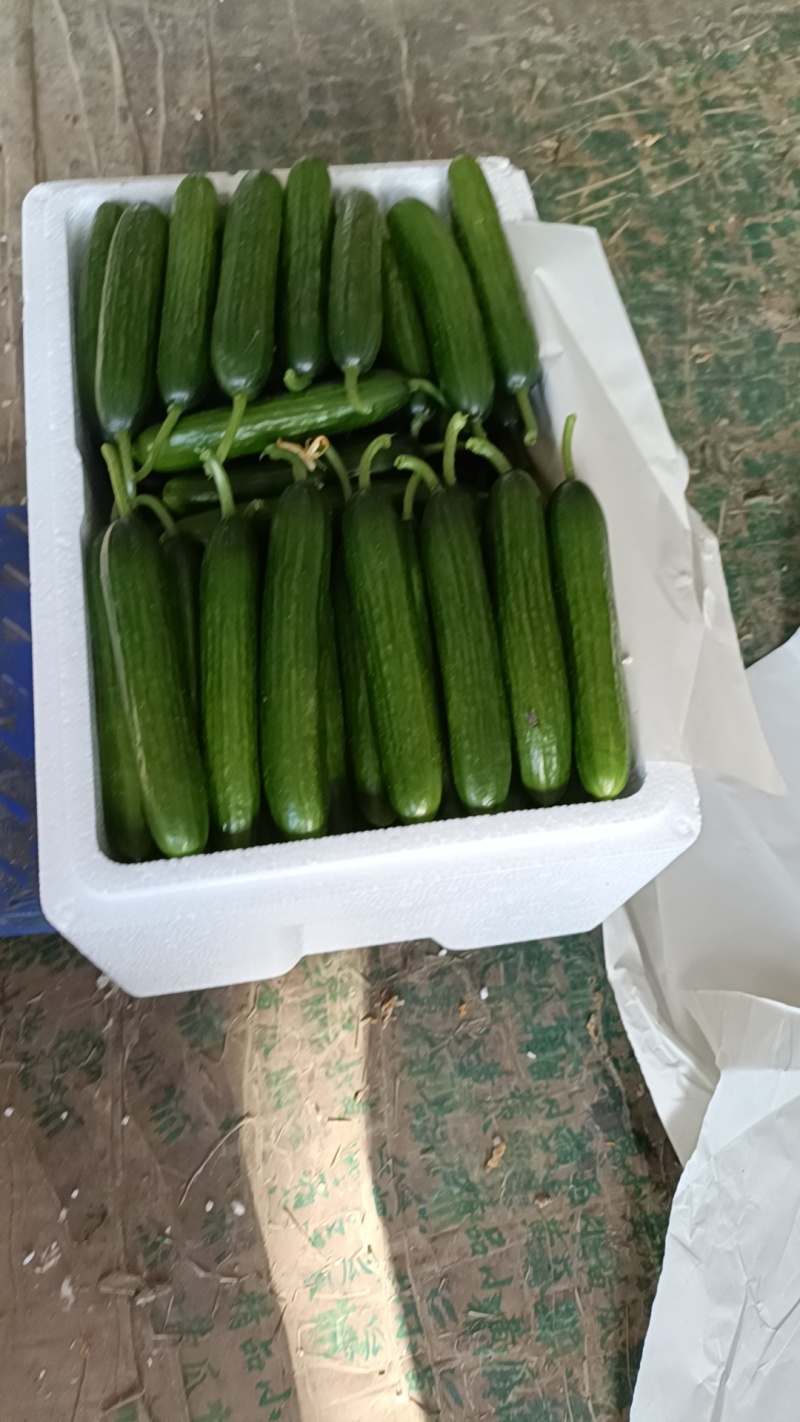 水果黄瓜