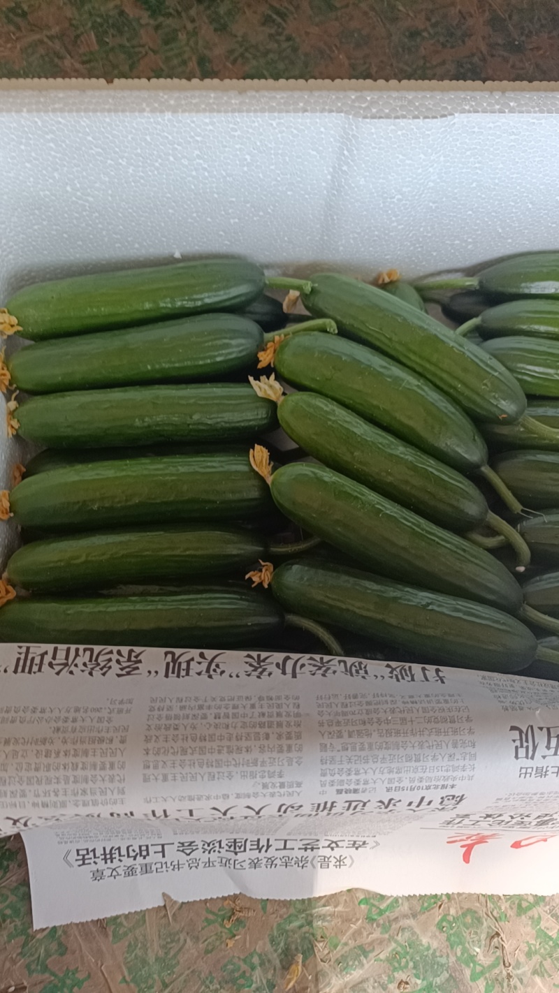 水果黄瓜