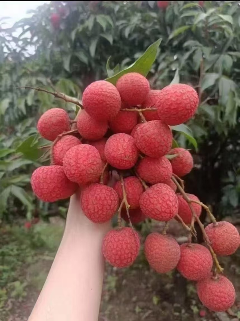 高州自家果园，荔枝自家果园的荔枝甜蜜上市啦！
