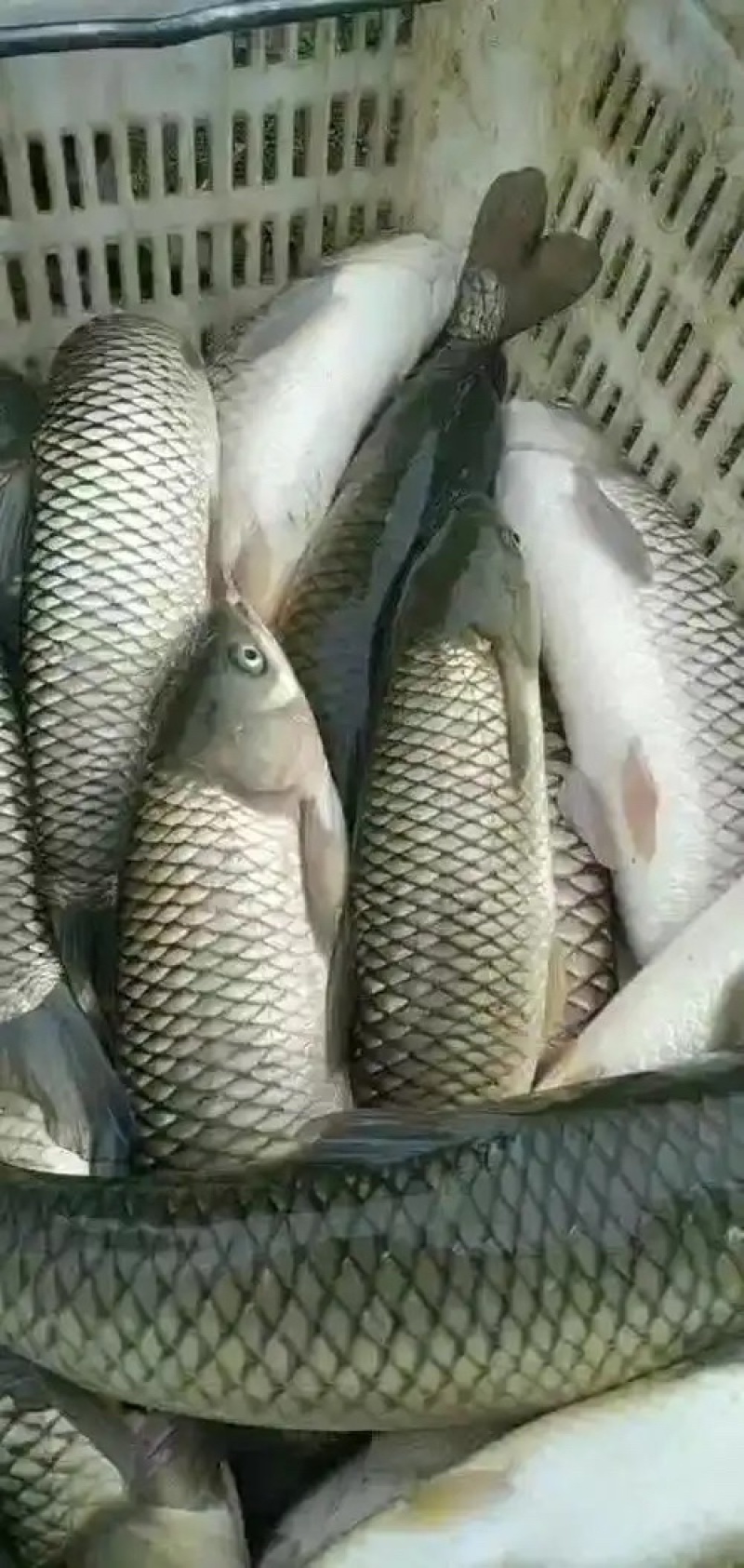 草鱼