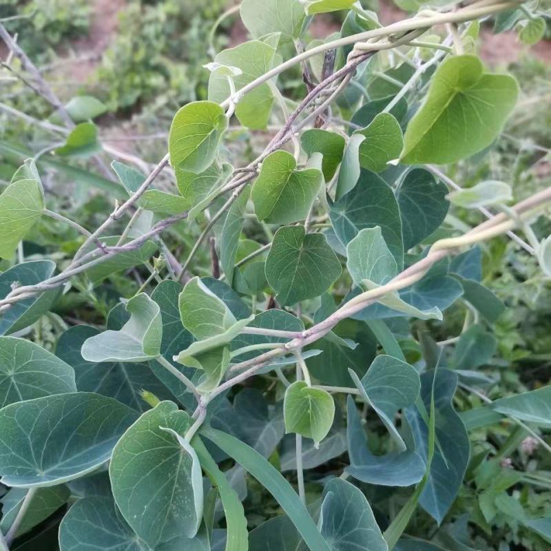 鹅绒藤苗中草药植物羊奶角苗牛皮消种苗萝藦科南北方种植