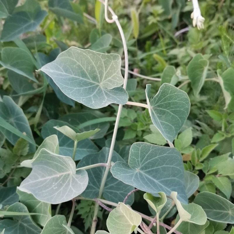 鹅绒藤苗中草药植物羊奶角苗牛皮消种苗萝藦科南北方种植