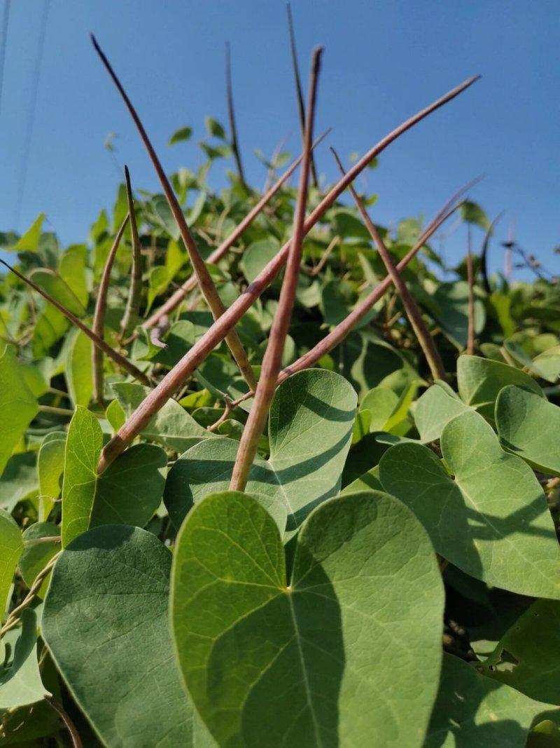 鹅绒藤苗中草药植物羊奶角苗牛皮消种苗萝藦科南北方种植