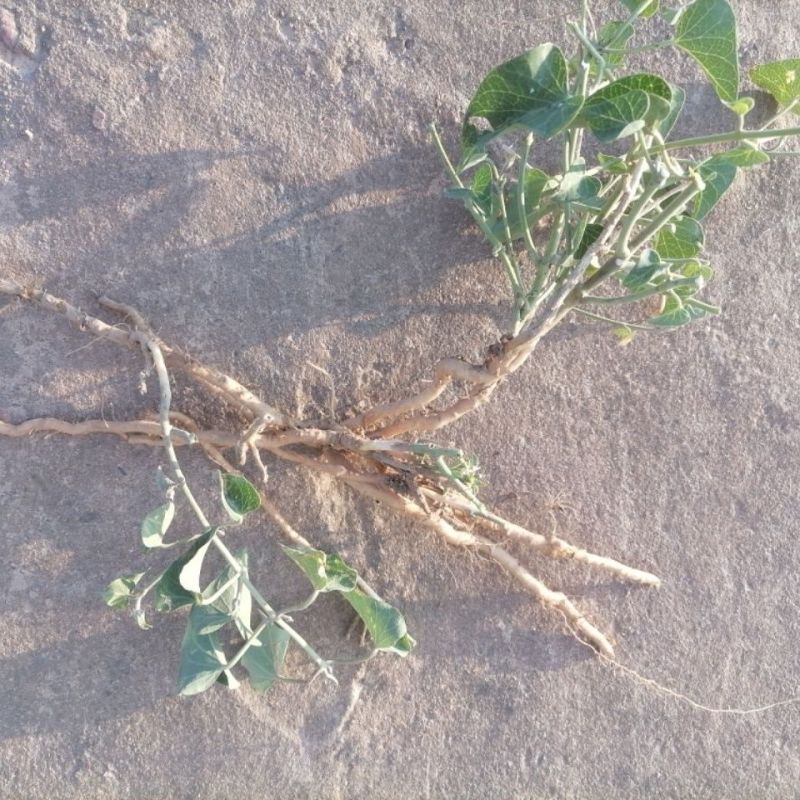 鹅绒藤苗中草药植物羊奶角苗牛皮消种苗萝藦科南北方种植