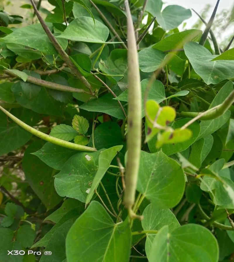 鹅绒藤苗中草药植物羊奶角苗牛皮消种苗萝藦科南北方种植