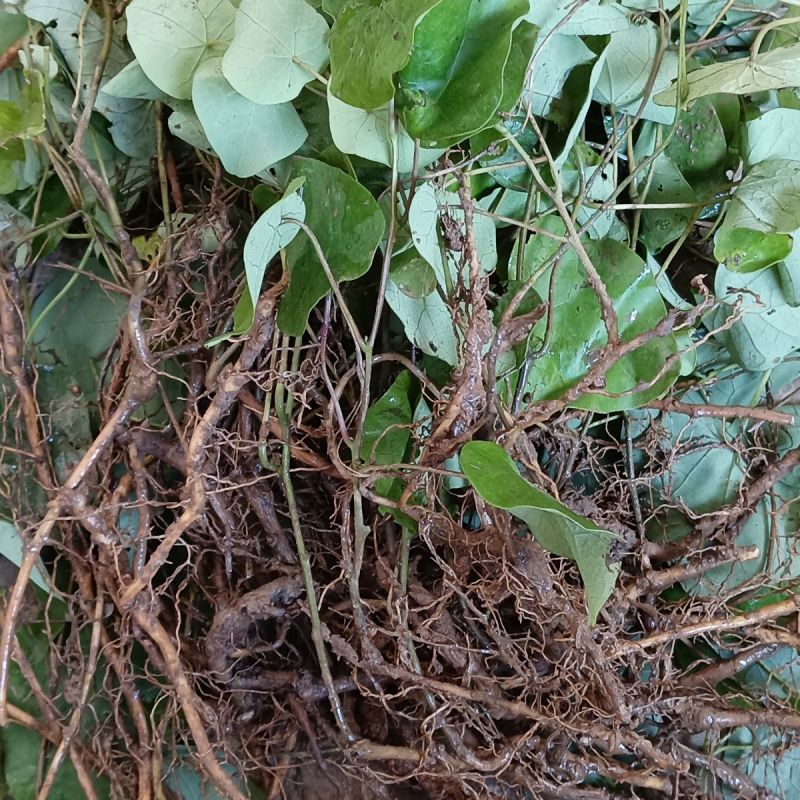 鹅绒藤苗中草药植物羊奶角苗牛皮消种苗萝藦科南北方种植