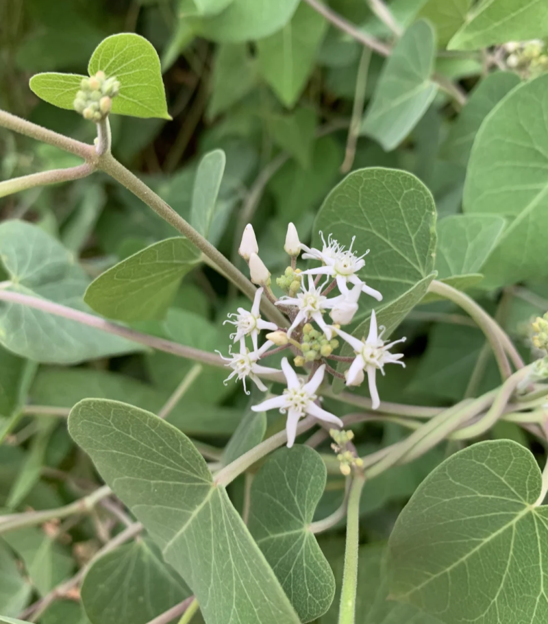 鹅绒藤苗中草药植物羊奶角苗牛皮消种苗萝藦科南北方种植