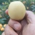 新品种枇杷021蜂糖枇杷，大枇杷，黄皮白肉蜂糖味道.。