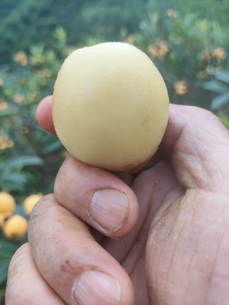新品种枇杷021蜂糖枇杷，大枇杷，黄皮白肉蜂糖味道.。