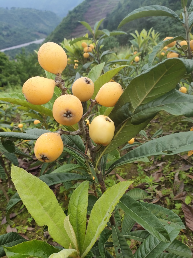 新品种枇杷021蜂糖枇杷，大枇杷，黄皮白肉蜂糖味道.。