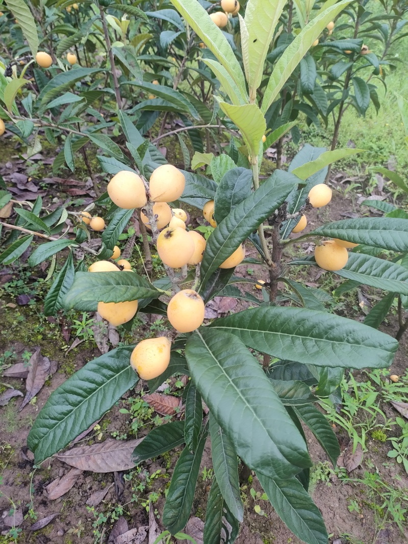 新品种枇杷021蜂糖枇杷，大枇杷，黄皮白肉蜂糖味道.。