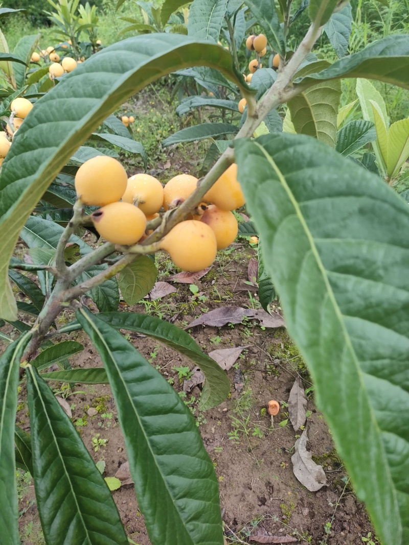 新品种枇杷021蜂糖枇杷，大枇杷，黄皮白肉蜂糖味道.。