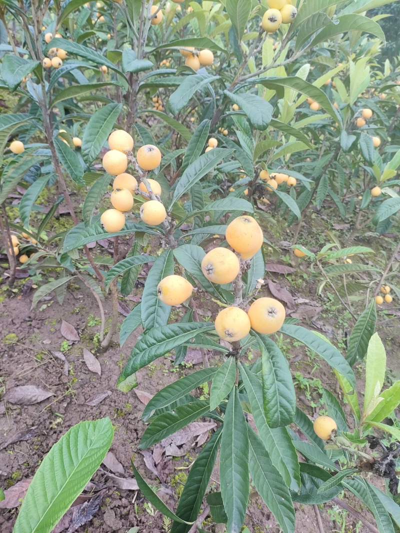 新品种枇杷021蜂糖枇杷，大枇杷，黄皮白肉蜂糖味道.。