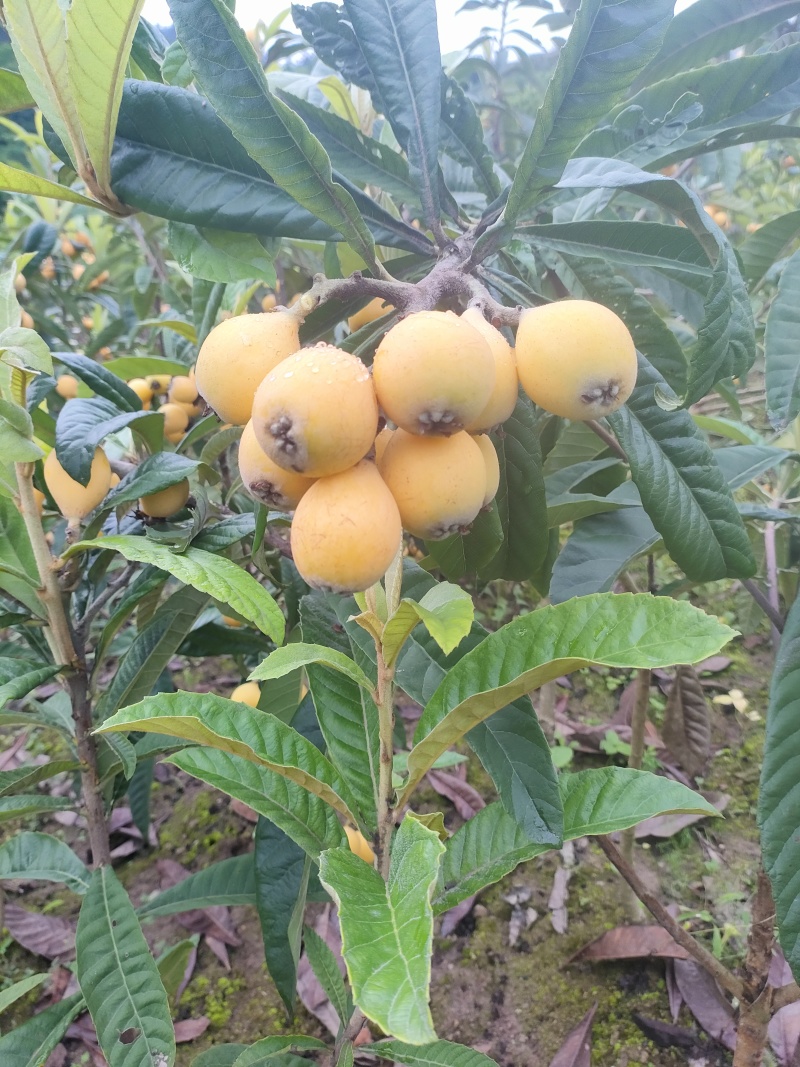 新品种枇杷021蜂糖枇杷，大枇杷，黄皮白肉蜂糖味道.。