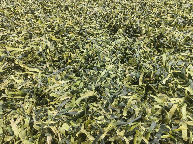 冬瓜皮全绿精品手选饮片级烘干晒干湖北产地大量现货欢迎订购