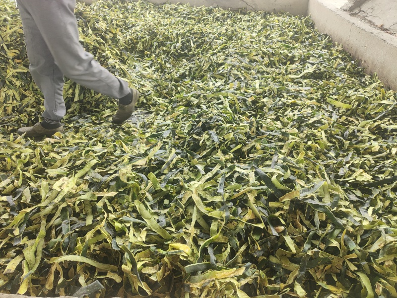 冬瓜皮全绿精品手选饮片级烘干晒干湖北产地大量现货欢迎订购