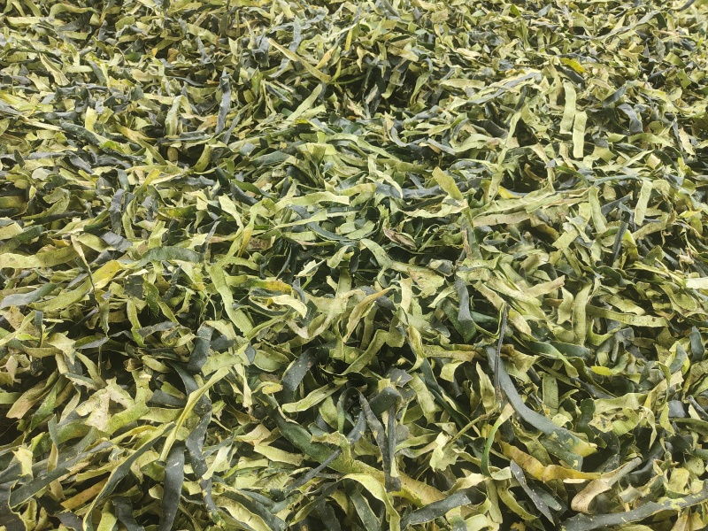 冬瓜皮全绿精品手选饮片级烘干晒干湖北产地大量现货欢迎订购