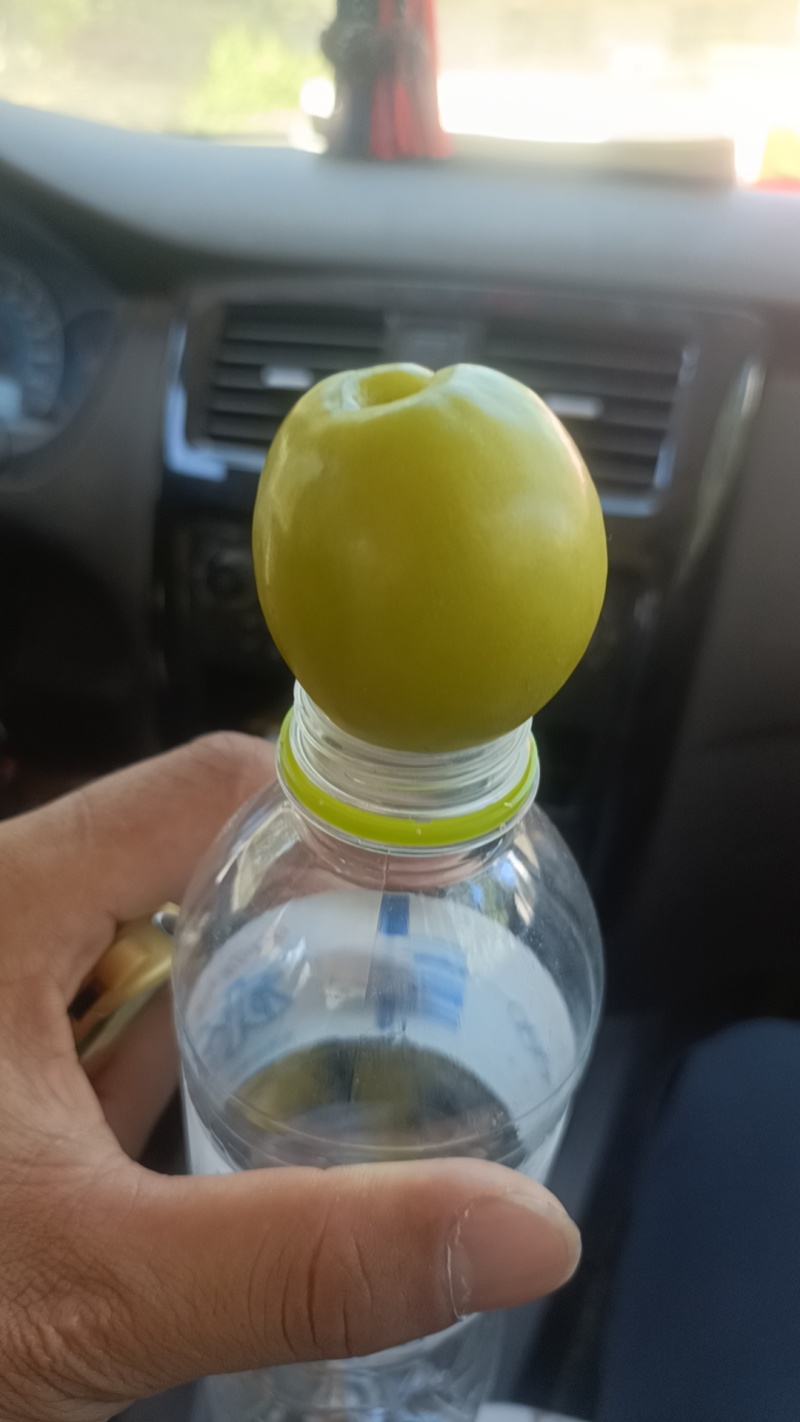 油杏