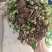 精品香菜大量上市需要的老板联系联系高度25-28