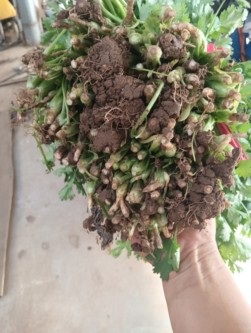精品香菜大量上市需要的老板联系联系高度25-28