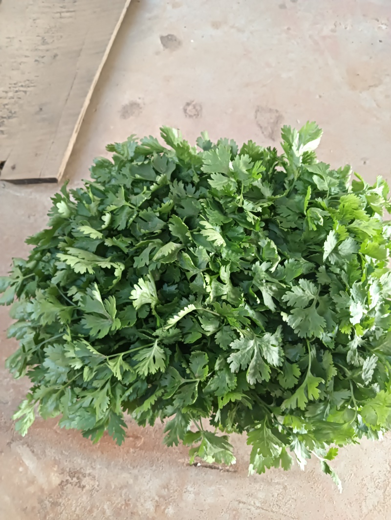 精品香菜大量上市需要的老板联系联系高度25-28