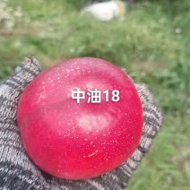 中油18已上市，个头大，口感好，需要的联系我