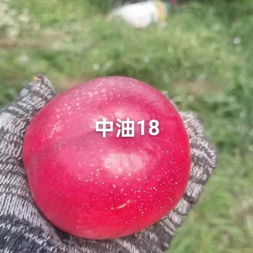 中油18已上市，个头大，口感好，需要的联系我