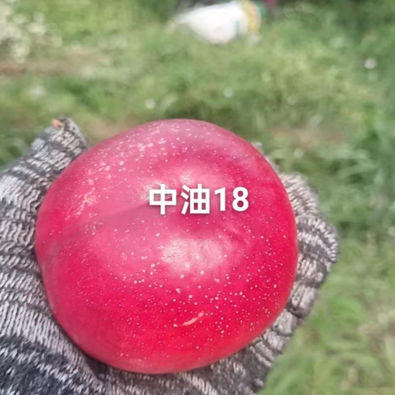 中油18已上市，个头大，口感好，需要的联系我