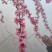 七彩红梨