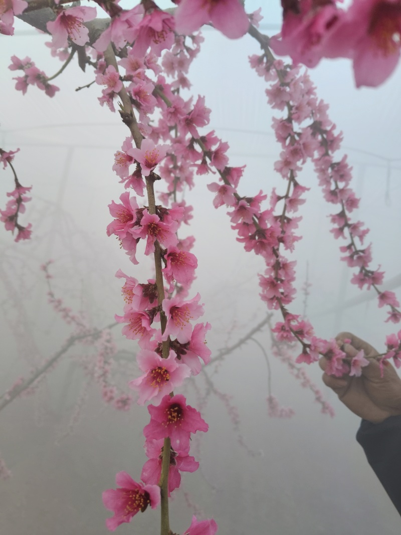 七彩红梨
