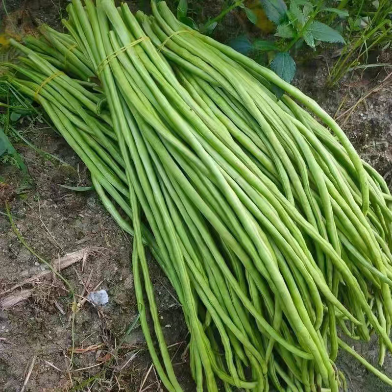 长豆角青条豆角缸豆产地看货论价保质保量欢迎订购