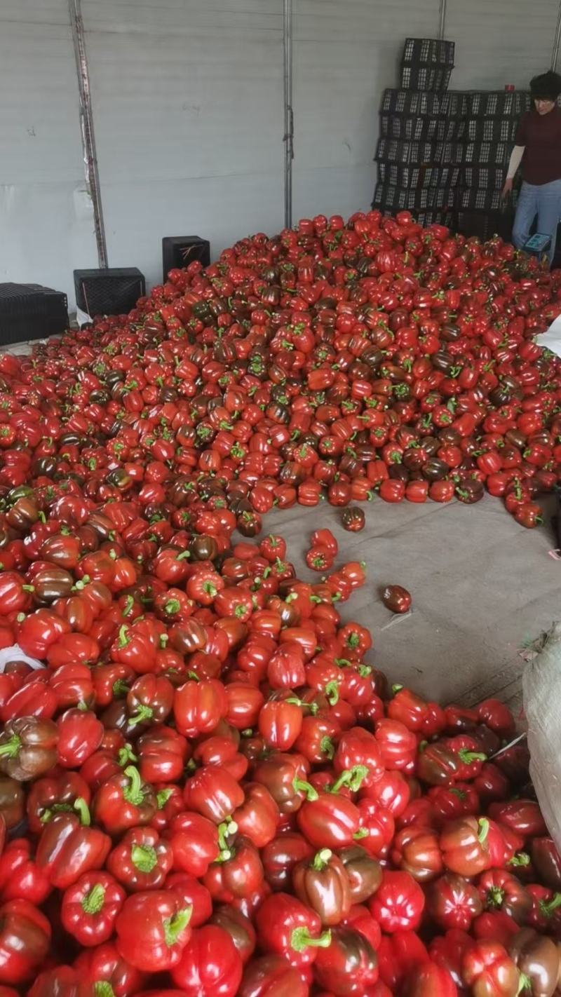 【红彩椒】出口**，现採现包装，产地直供，高品回头客多。