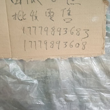 精品美都，6斤打底，保供保量