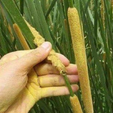 蒲黄