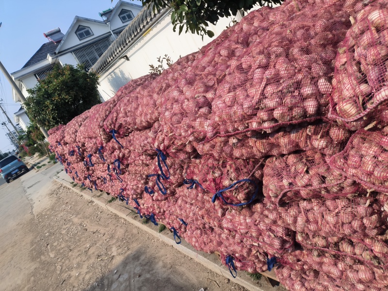 紫皮蒜种子毛蒜净蒜蒜种质优量大产地货源品质好价格实惠