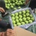 优选高山红露苹果、口感脆甜多汁产地一手货源(全国发货)