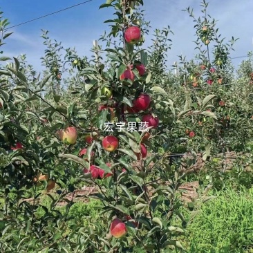 优选高山红露苹果、口感脆甜多汁产地一手货源(全国发货)