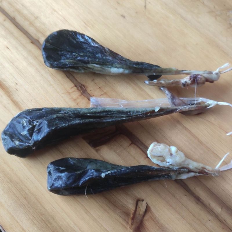 猪胆苦胆胆干干猪风干中药材干土晾晒整个胆汁自然胆囊包邮晒