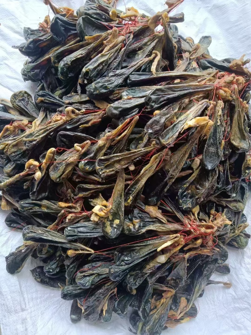 猪胆苦胆胆干干猪风干中药材干土晾晒整个胆汁自然胆囊包邮晒