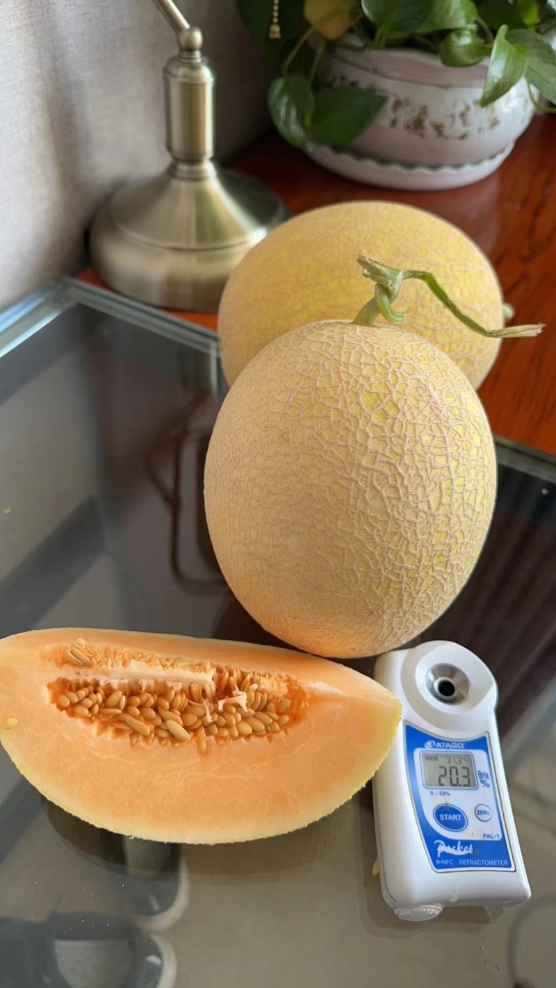 新疆金色年华哈蜜瓜吐鲁番金色年华个大皮薄口感好
