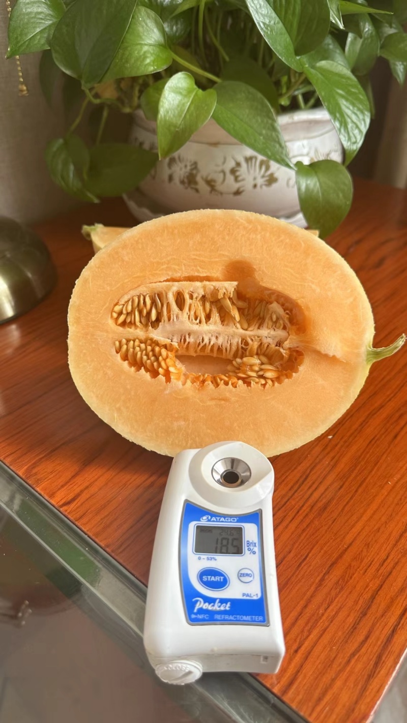 新疆金色年华哈蜜瓜吐鲁番金色年华个大皮薄口感好