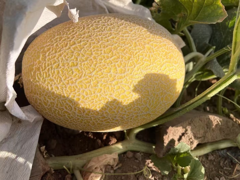 新疆金色年华哈蜜瓜吐鲁番金色年华个大皮薄口感好