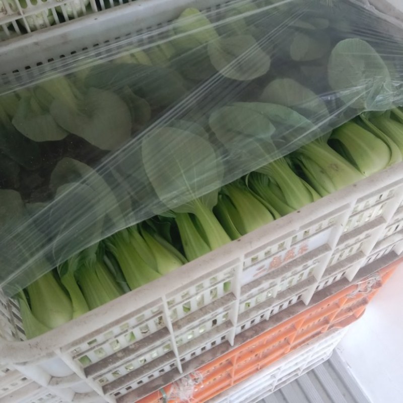 上海青小油菜