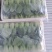 上海青小油菜