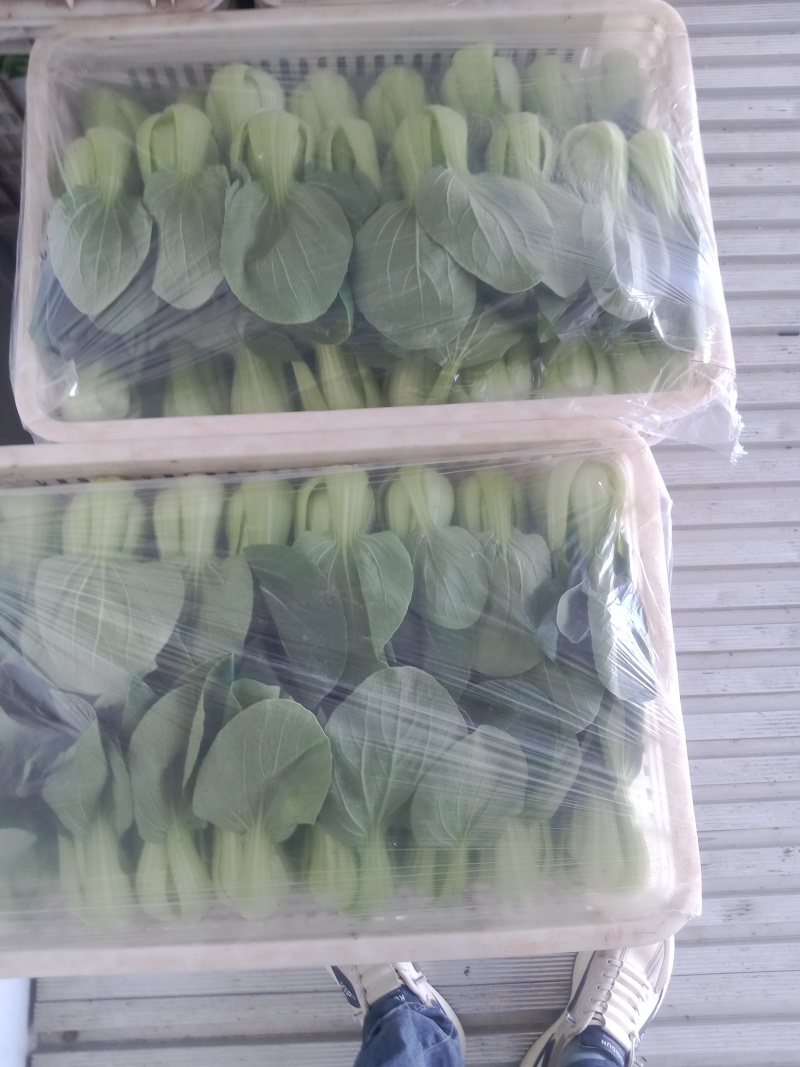 上海青小油菜